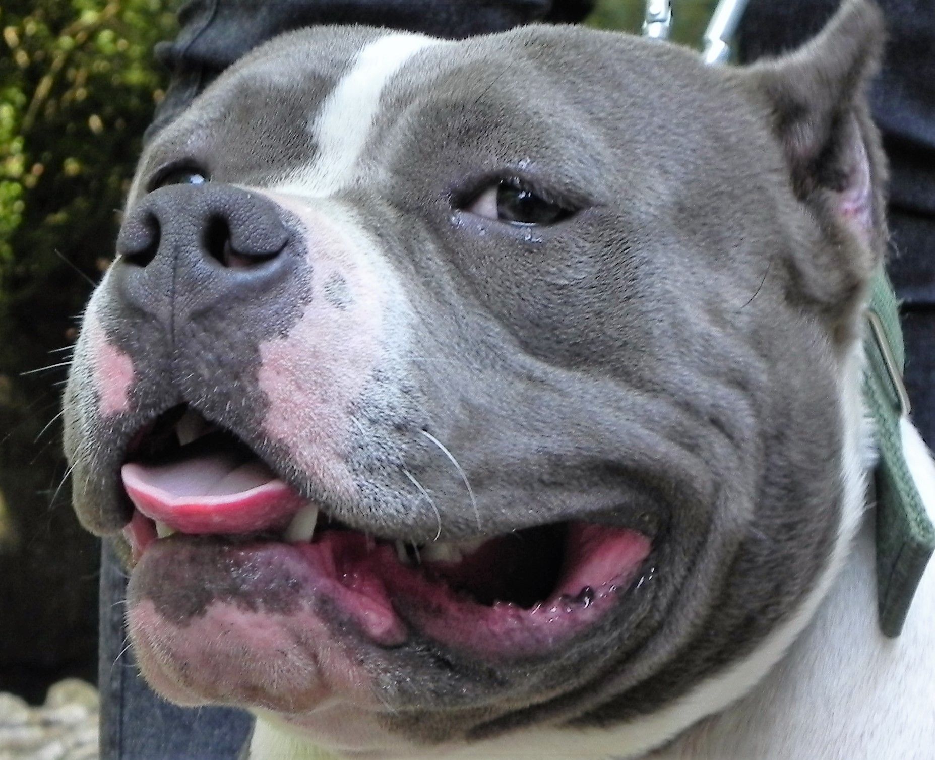 I Love Pitts American Bully