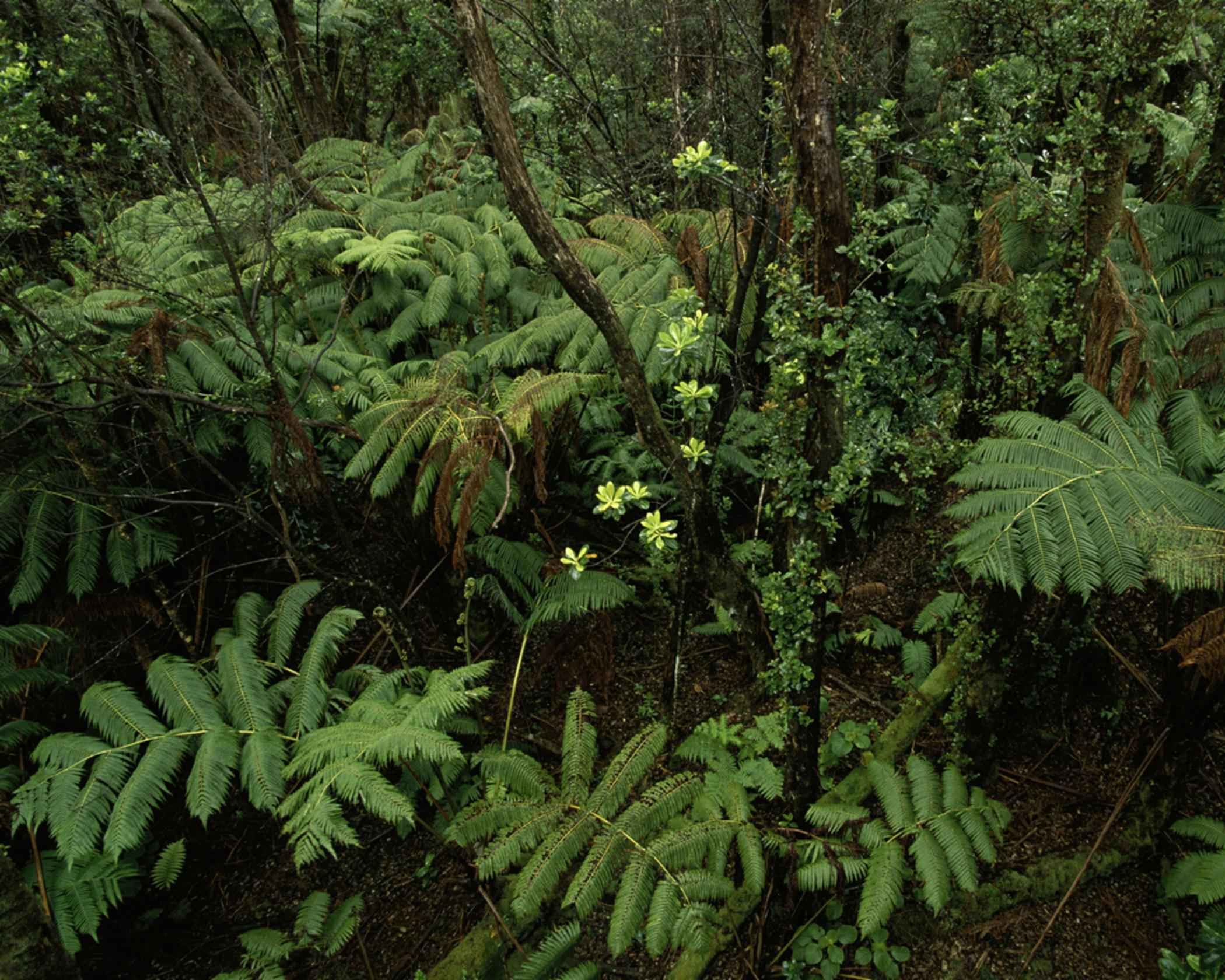 jungle free stock photo public