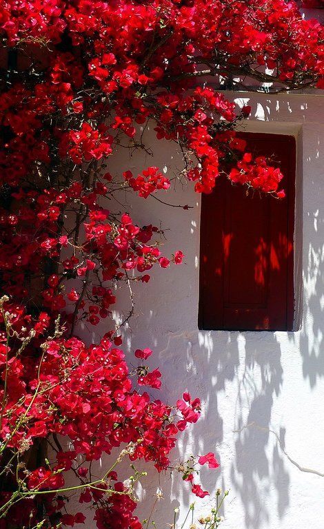 Greece Travel Inspiration - red bougainvillea.. red window.. Folegandros Island, Greece (by Marite2007 on Flickr)
