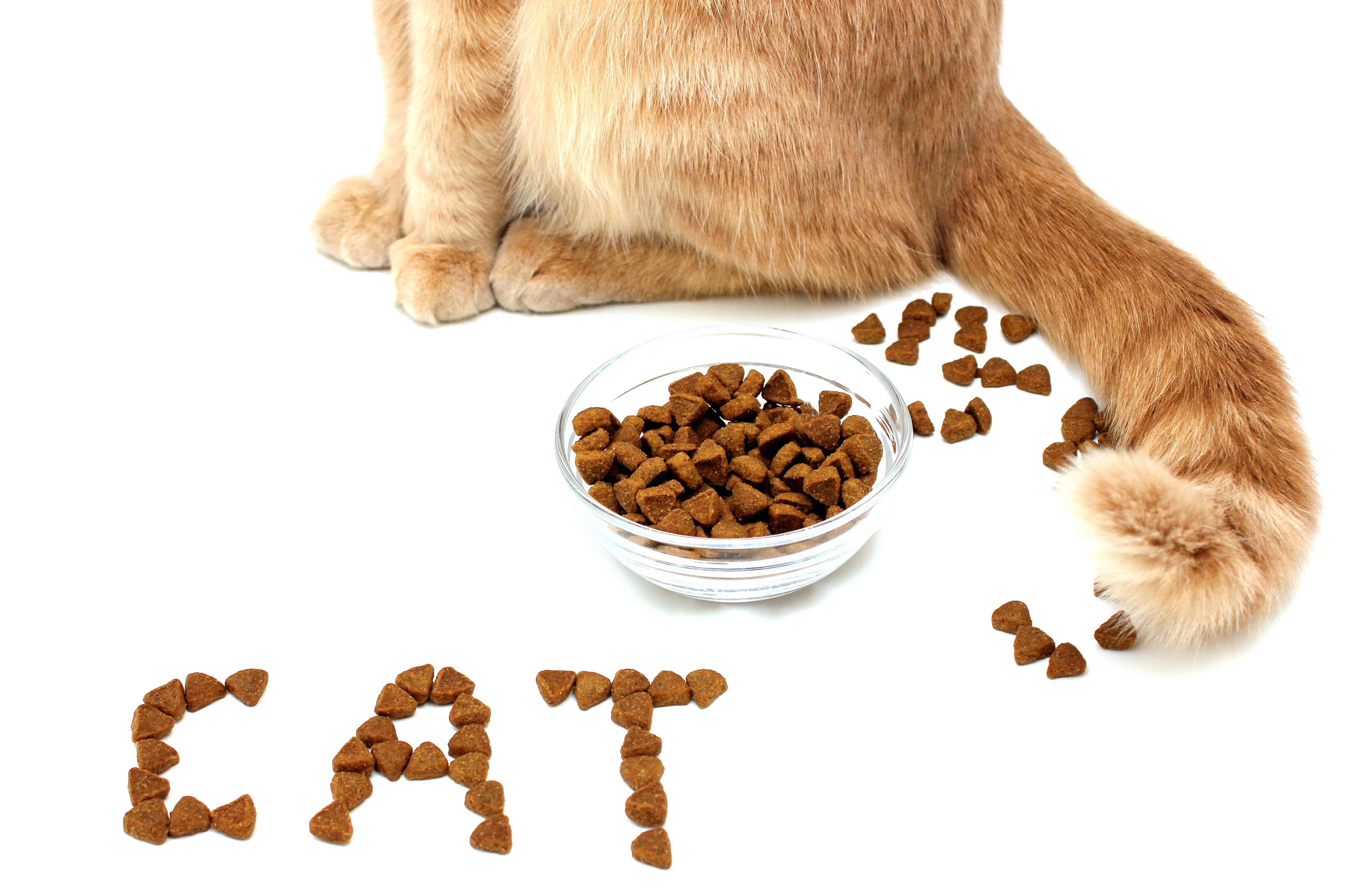 900 Ideas De Gatos En 2021 Gatos Mascotas Gatitos Lindos