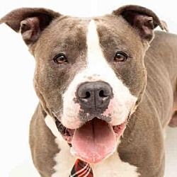 Orlando Fl Pit Bull Terrier Meet Munster A Dog For Adoption