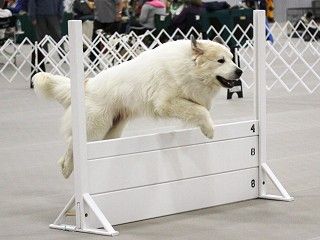 Greatpyrenees Jumping With Images Great Pyrenees Top Dog