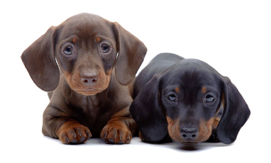 Dachshunds Are Mighty Hunters These Fierce Loveballs Are