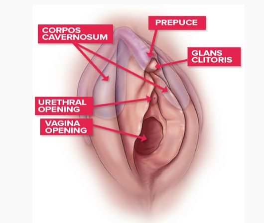 Tight butt porn Prepuce of clitoris crack