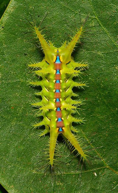 Handsome Caterpillar Oryba Kadeni Sphingidae Last Instar