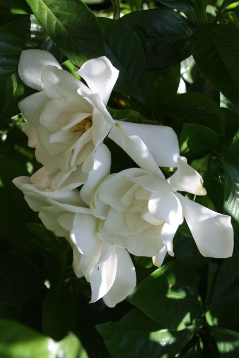 Mystery Gardenia Cape Jasmine Cape Jessamine The Gardenia Of The