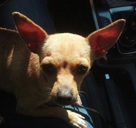 Adopt Shelly On Chihuahua Dogs Chihuahua Dogs
