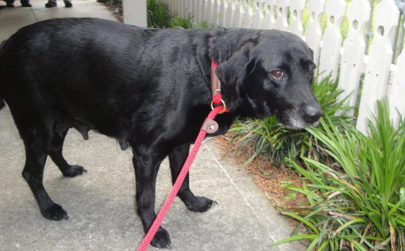 Urgent Help Rescue Needed Now 10 Yr Old Is Pregnant At
