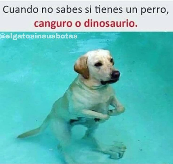 Piensos De Marca Blanca Como Elegir Un Pienso De Calidad Para