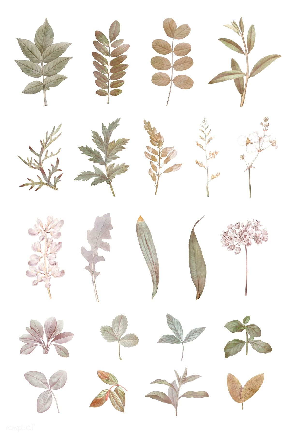 Download premium vector of Foliage design elements Download premium vector of Foliage design elements