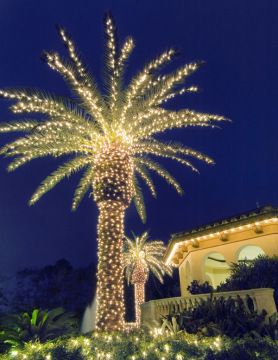 lighted palm tree by outdoor lighting perspectives of san antonio