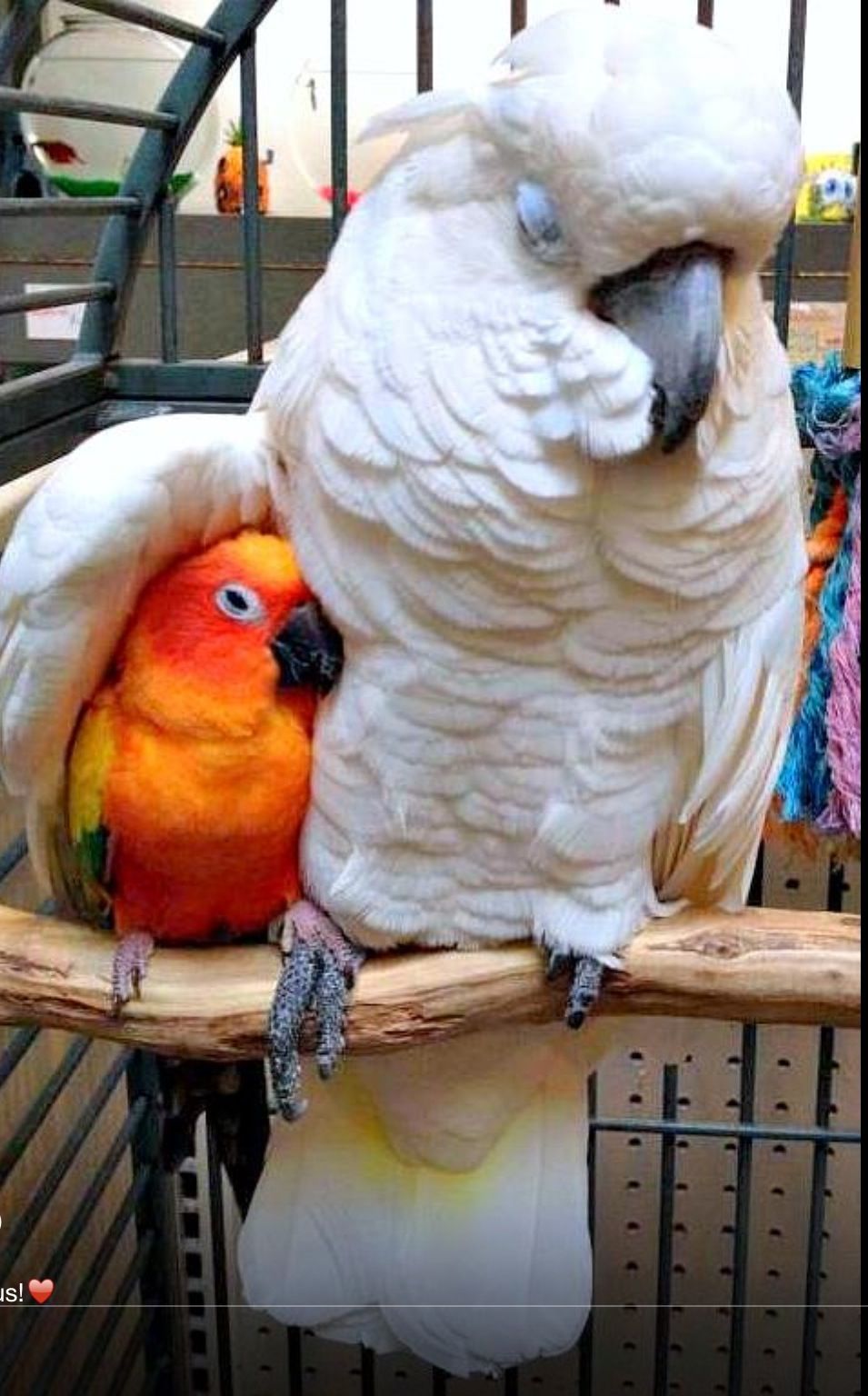 talking cockatoo price talking cockatoo price
