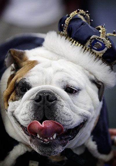 Drake Relays Beautiful Bulldog Contest In Pictures Drake