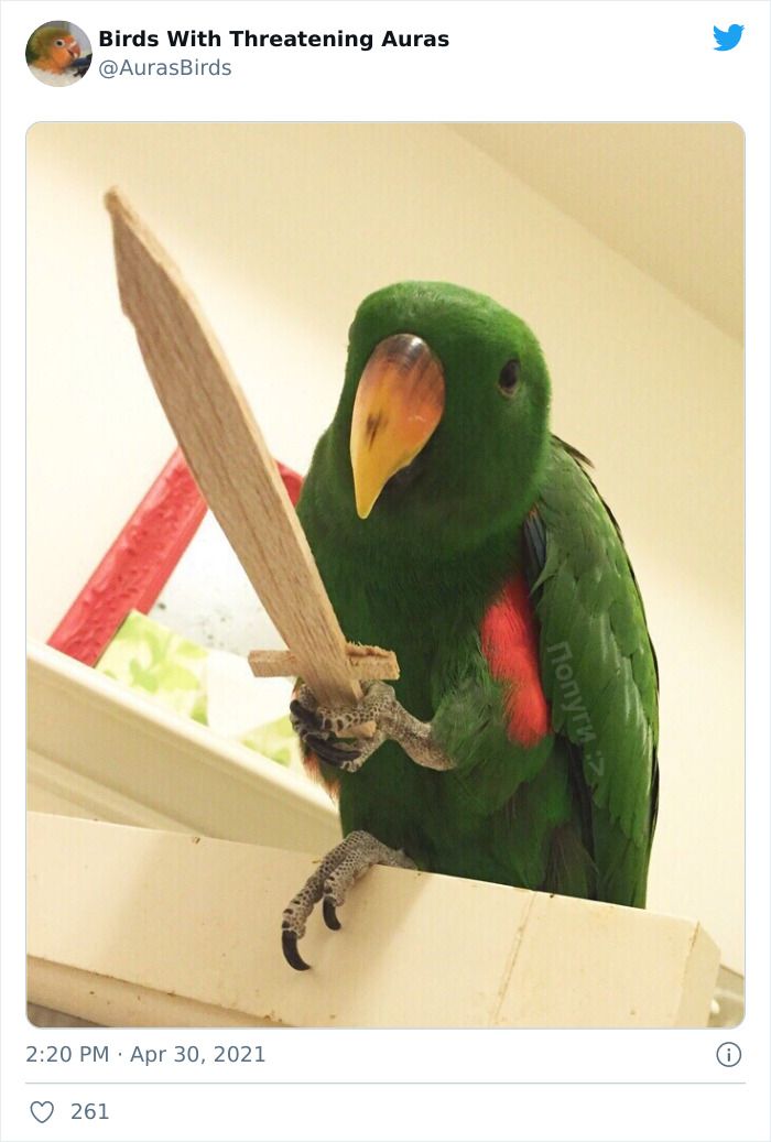 35 'Cursed' Pictures Of Birds Shared By Birds With Threatening Auras I Like Birds, Cute Birds, Funny Bird Pictures, Cute Pictures, Cute Animals Images, Funny Animals, Charlie Brown Halloween, Funny Parrots, Funny Birds