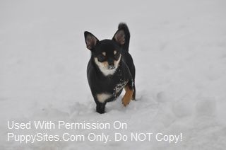 Chihuahua Dog Puppy Websites Com Imagens