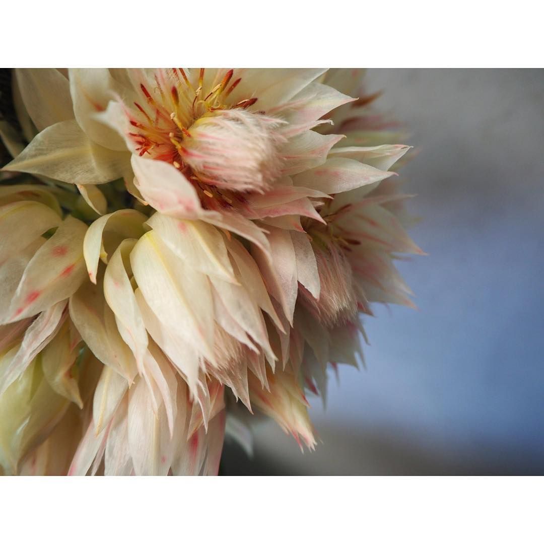 10 10 火 15 00 ドライフラワーになるお花で作るスワッグレッスンです 生花からお作りするスワッグです 秋らしい雰囲気のスワッグになる予定です 写真は関係ないお花ですが セルリアというお花です 日時 10 10 火 15 00 17 00頃 場所 Flowers 10 10 火 15 00 ドライフラワーになるお花で作るスワッグレッスンです 生花からお作りするスワッグです 秋らしい雰囲気のスワッグになる予定です 写真は関係ないお花ですが セルリアというお花です 日時 10 10 火 15 00 17 00頃 場所 Flowers