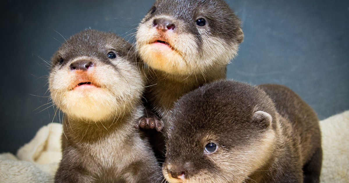 Watch Otter Ly Adorable Trio Of Babies Make Debut Appearance In