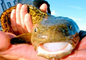 Рыбалка видео: Налим Fish, Pisces
