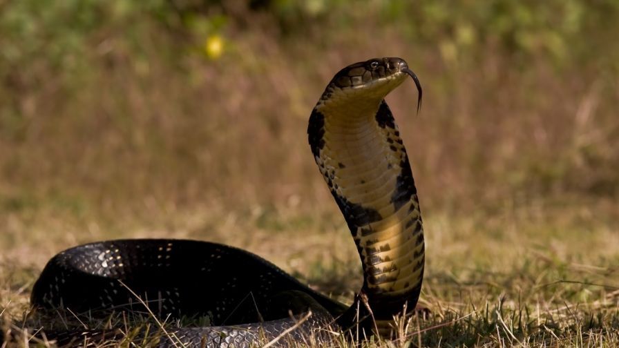 Cobra Sneak HD Wallpaper Wallpapers Snake Wallpaper Animal Cobra Sneak HD Wallpaper Wallpapers Snake Wallpaper Animal
