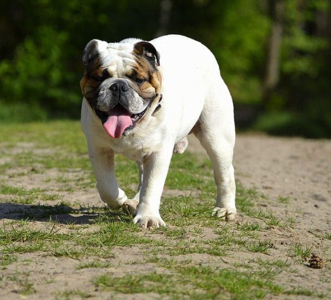 Pin Sa Cute Funny Pets