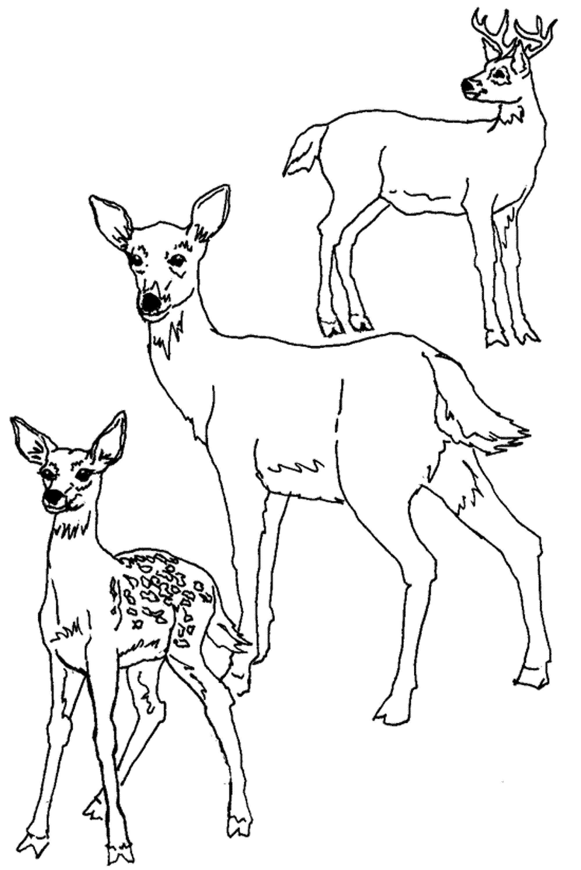 cutebabydeercoloringpages Deer coloring pages, Horse