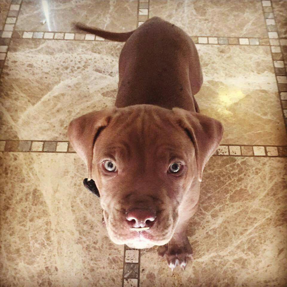 Pitbull Pup Beautiful Green Eyes Pitbull Puppies I Love Dogs