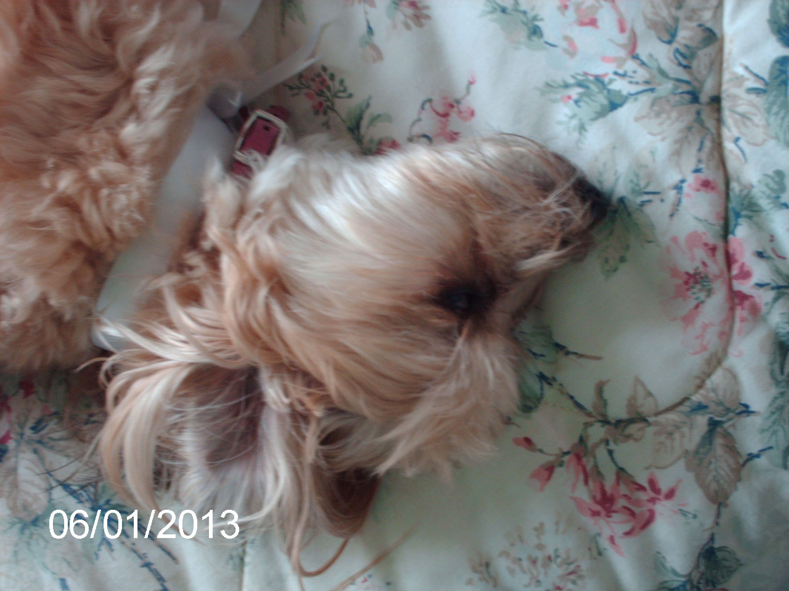 Our Yorkie Poo Mocha Being Silly On The Daybed Yorkie Puppies Dogs