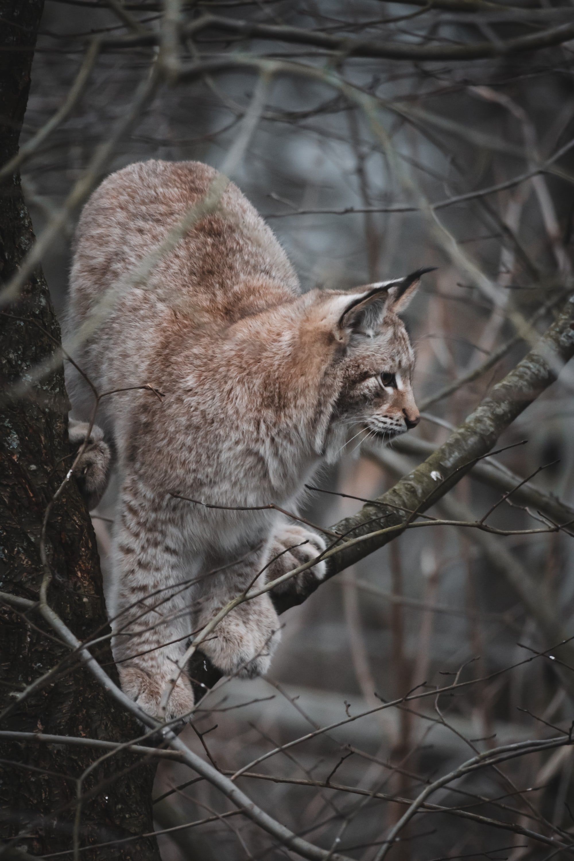 Pin by Patty Carolina on Animali North american animals