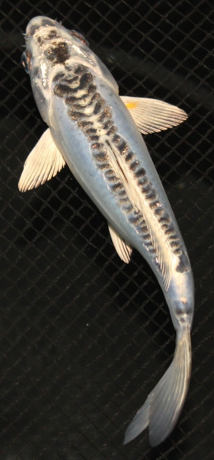 7.75 INCH BLUE GIN MATSUBA LIVE KOI FISH, GW FEATHERS AND FINS | eBay