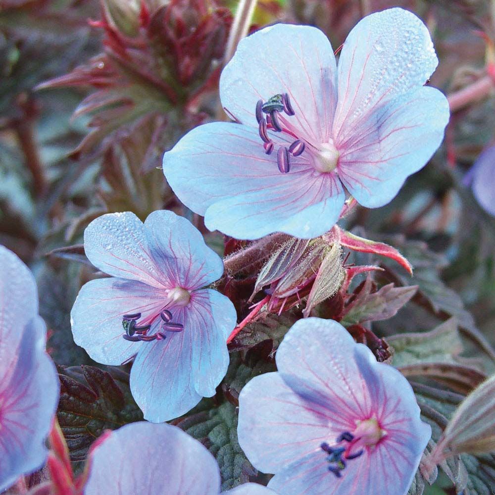 Single geraniums