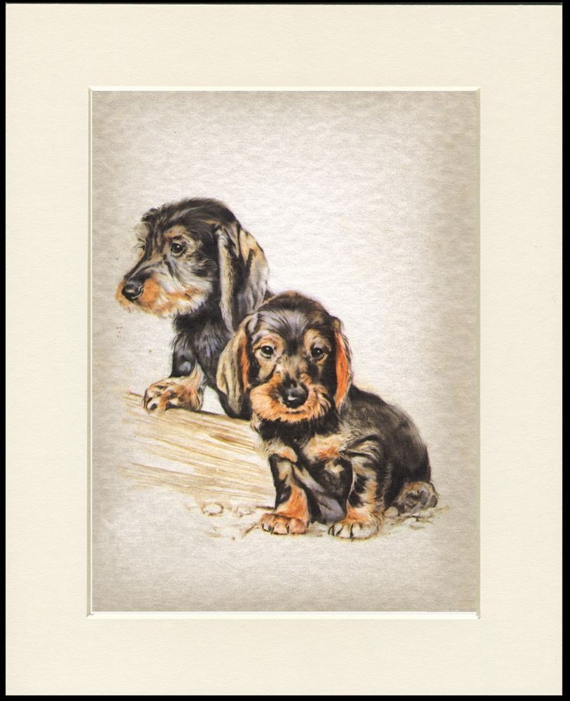 Details About Dachshund Wire Haired Pups Charming Dog Print