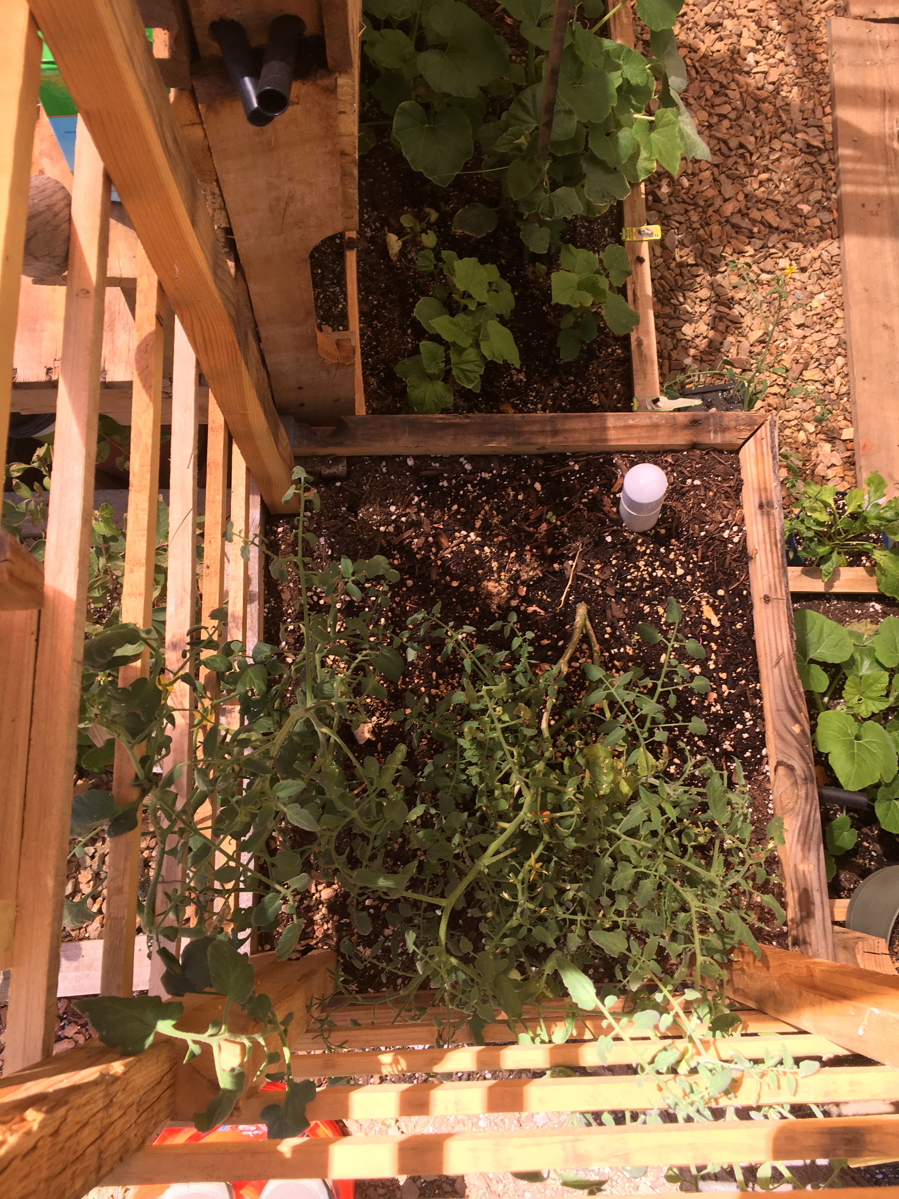 Pin by Patrick Schutte on My SIP Pallet Garden Pallet garden