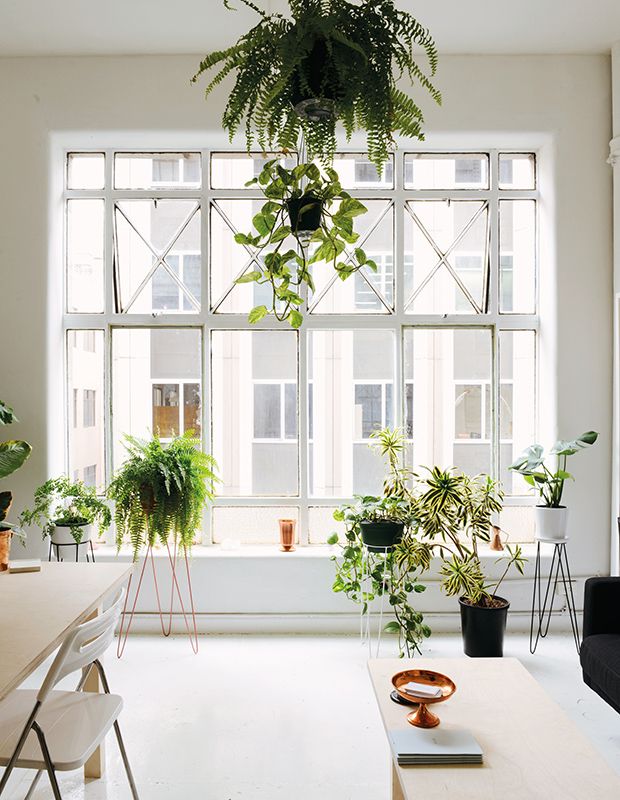 Find The Perfect Houseplant For Your Home Decorating 101 Plants Jewelry Designer Anny Postolidis Uses Plant Stands And Hanging Baskets To Display Houseplants At Diffe Heights In Her Melbourne Studio