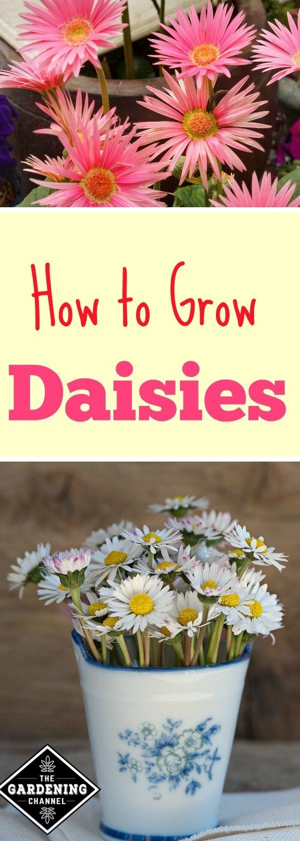 How to Grow Daisies #erhöhtegartenbeete