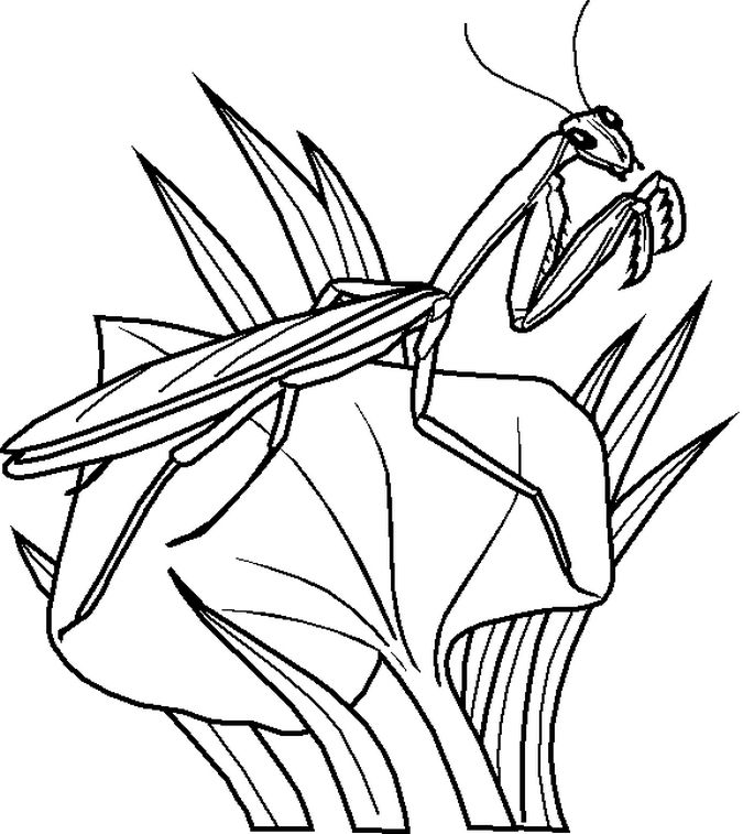 Bug Coloring Pages