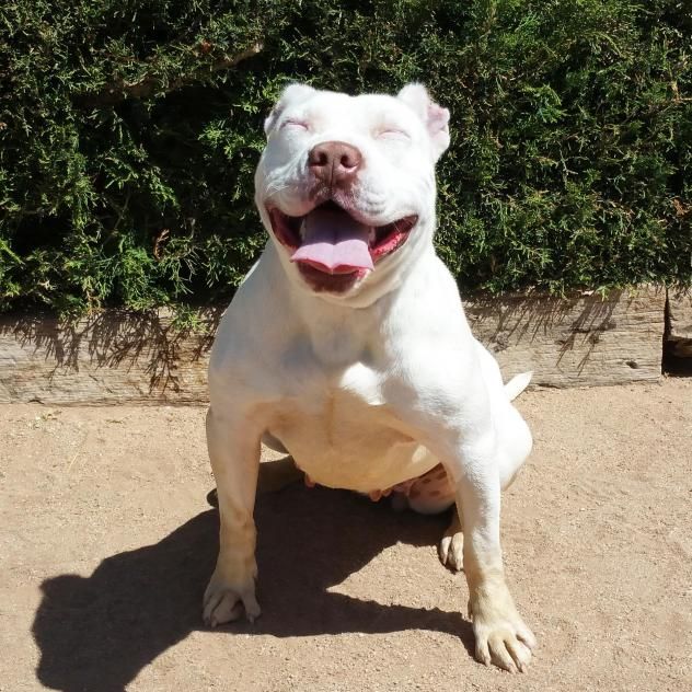 Adopt Yummy Ms Miyaki American Bully On Terrier Mix Dogs