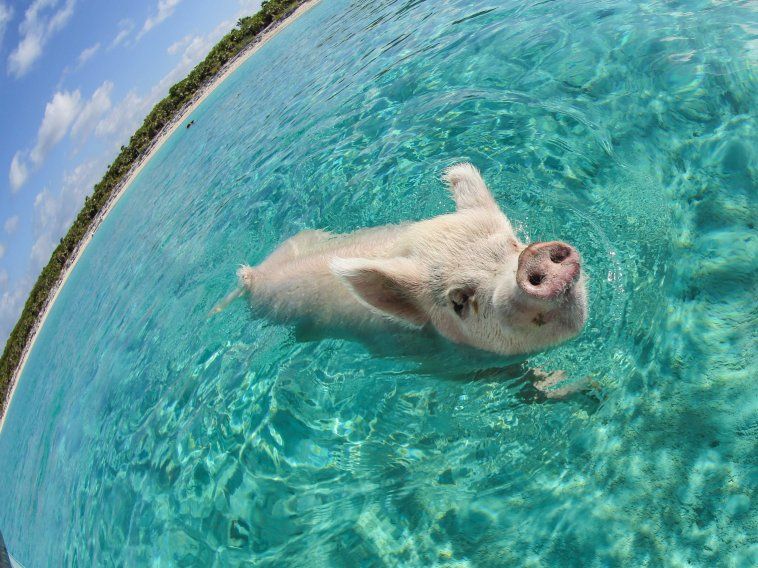100 Trips Everyone Should Take In Their Lifetime Animals Animal Photo Animal Lover