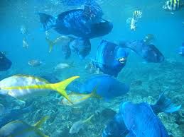 Aruba Snorkeling Did This On Bimbini Island In Aruba I Have