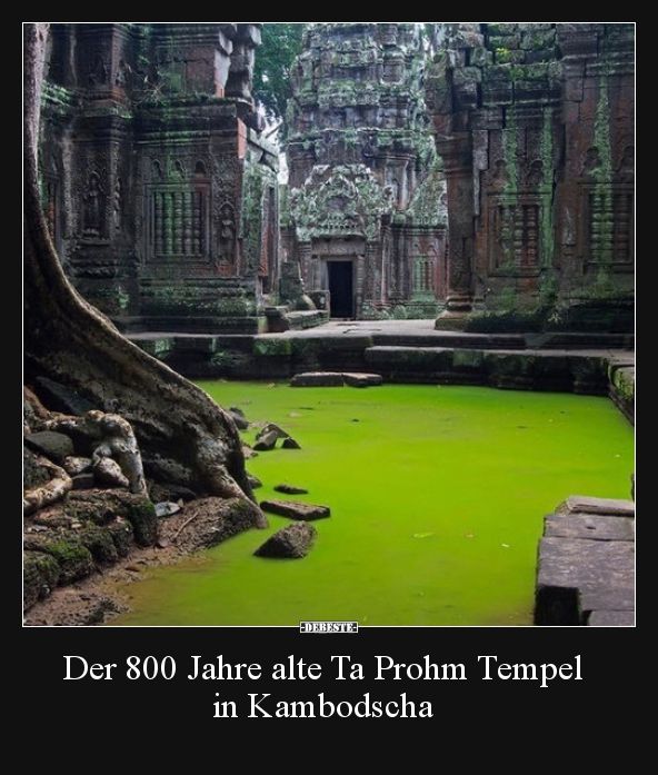 Der 800 Jahre alte Ta Prohm Tempel in Kambodscha..