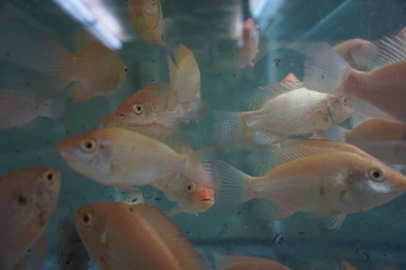 Hawaiian Gold Tilapia Colony 16 Fish Hawaiian Gold Tilapia Colony 16 Fish