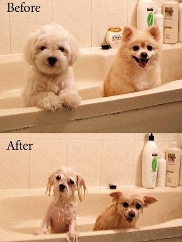 Before After Bath Not My Dog But This Could So Be My Maltese