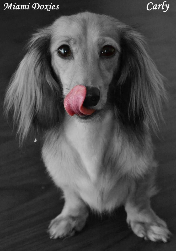 Long Hair Blue Dachshund Blue Dachshund Dachshund Breed