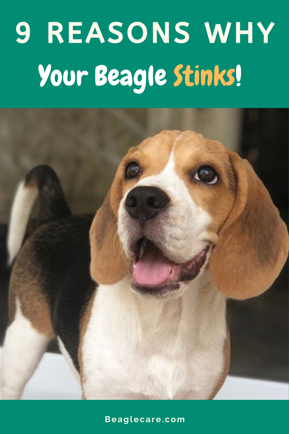 bad things about beagles