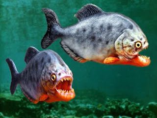 Piranha Piranha