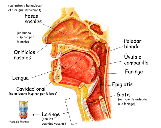 Aparato Respiratorio Aparato Respiratorio Vias Respiratorias Respiratorio