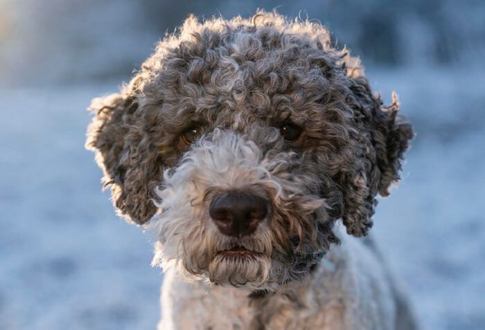 Top 70 Best Lagotto Romagnolo Dog Names | PetPress Best Dog Names, Cool Names, Best Dogs, Lagotto Romagnolo Puppy, Water Dog, Sheltie, Petunias, Archie, Border Collie