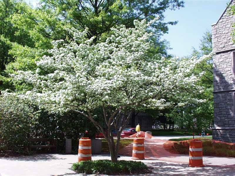 Option For Patio Tree Winter King Hawthorn In Spring Plants Landscaping Trees - Potted Trees For Patio Colorado Option For Patio Tree Winter King Hawthorn In Spring Plants Landscaping Trees - Potted Trees For Patio Colorado