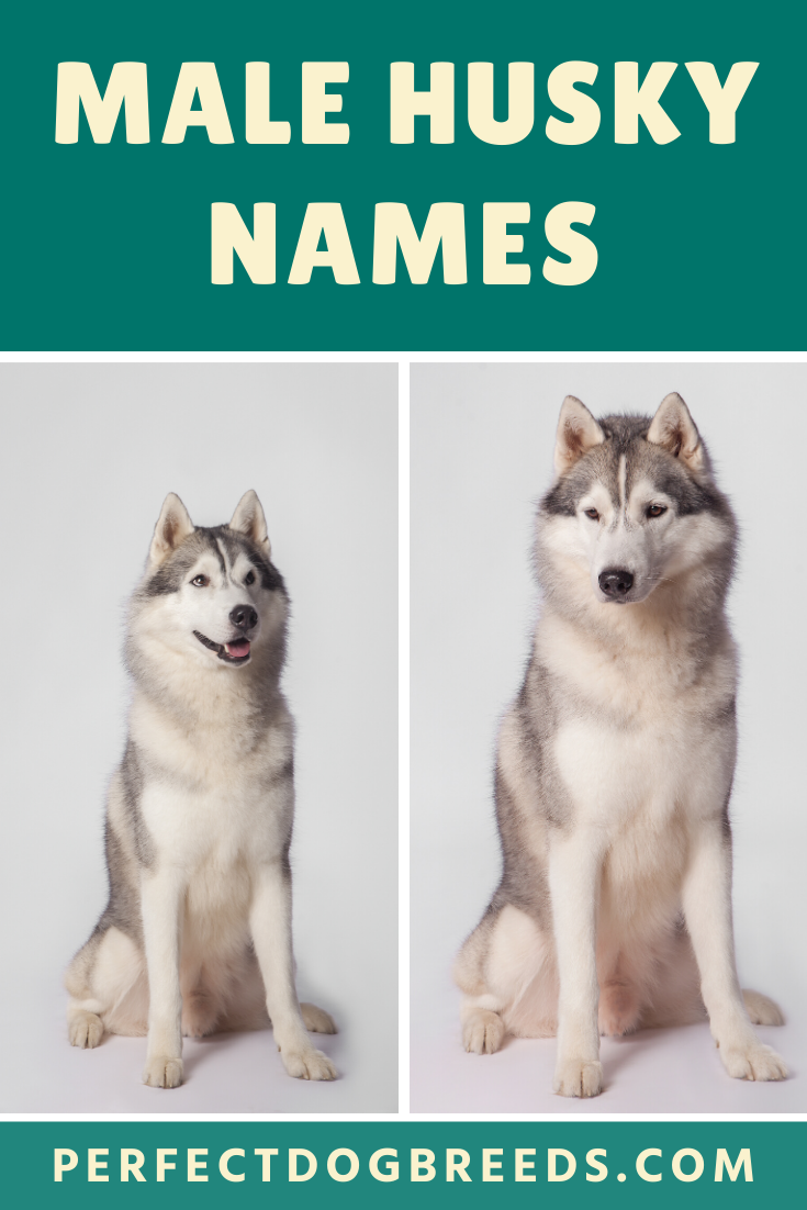 Male Husky Names Male Husky Names