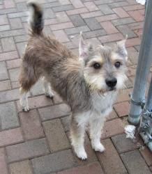 Adopt Clyde On Schnauzer Dogs Dogs Schnauzer Mix