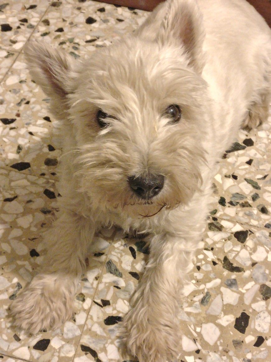 Pin By Beth Adams On Westies Puppies Dogs White Dogs